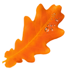 leaf from carefree's logo